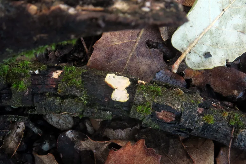 Alloexidiopsis calcea 1 - IMG_3831